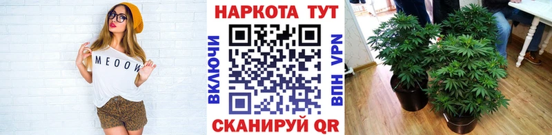Виды наркотиков купить Новотитаровская Alpha-PVP  kraken ССЫЛКА  Амфетамин  Гашиш  Меф  Конопля 